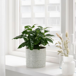 Ikea Chiafron Plant Pot, 12cm, White (8897169293599)